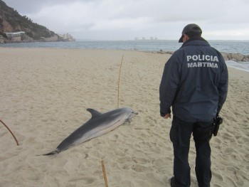 Golfinho dá à costa em Setúbal Não pertence ao grupo de roazes que habita no estuário do Sado