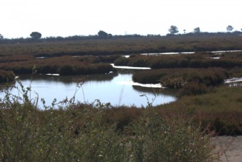 Porto de Setúbal cria observatório turístico de aves no Sado Numa área há muito tempo abandonada e desqualificada