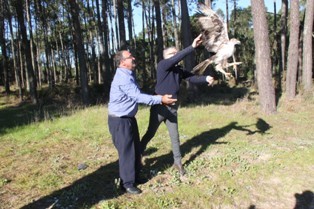 Alcácer do Sal Quercus devolveu à natureza águia de Bonelli na Herdade do Pinheiro
