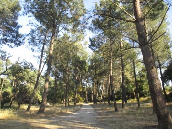 Barreiro - Campos de férias na Mata da Machada começam a ser uma tradição Estão com as vagas praticamente esgotadas