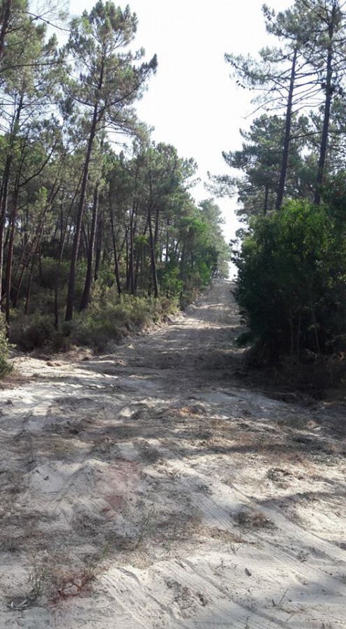 Barreiro - Novos caminhos na Mata da Machada Têm sido abertos com a colaboração de militares e equipamento do exército