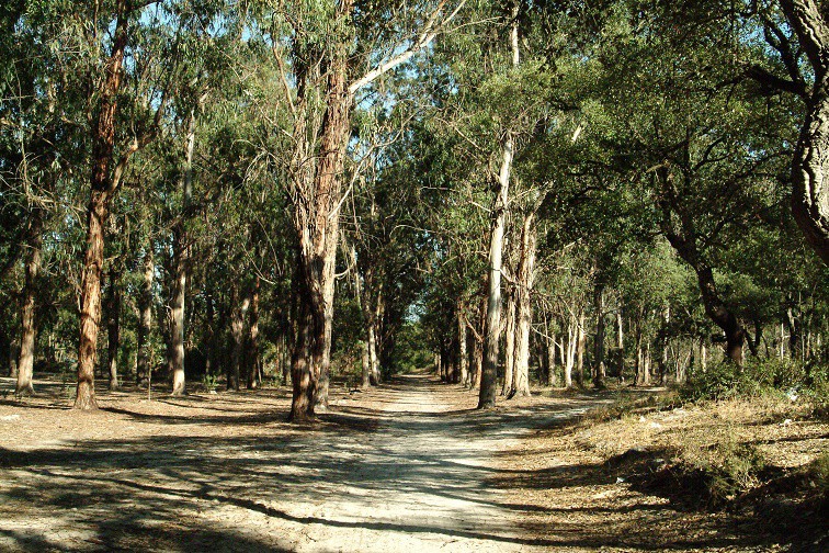 Dia da Árvore e da Floresta no Barreiro Celebrado na Mata da Machada com a participação de 250 alunos