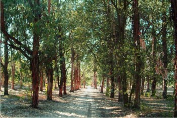 Moita - Inscrições para visita Guiada à Mata da Machada no Barreiro Câmara assinala Dia Mundial da Árvore e da Floresta