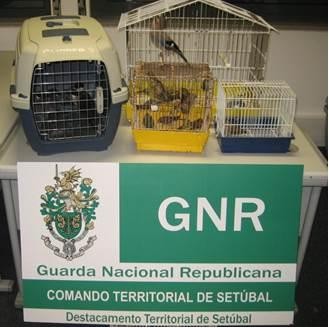 Na localidade do Faralhão em Setúbal Apreensão de 21 aves autóctones