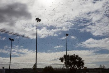 Gaivotas que se alimentam no Aterro Sanitário no Seixal e odores desagradáveis Preocupam autarquia e moradores