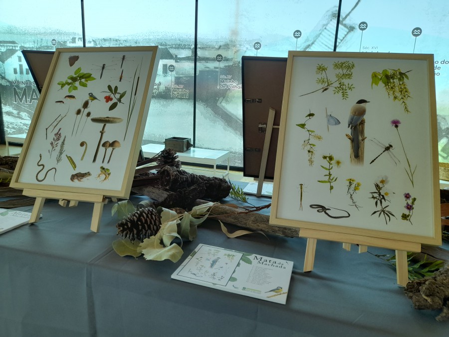 Nas Festas do Barreiro 2023 Biodiversidade da Mata da Machada em destaque