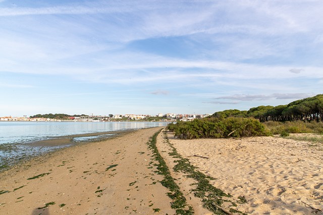 Seixal - Na Praia dos Pinheirinhos em Amora Cerca de 40 jovens participam na ação de limpeza