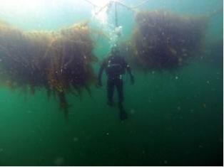 Produtos têxteis inovadores para estimular a produção de algas marinhas na União Europeia