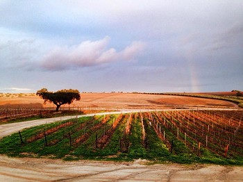 «Imaginem»: inovação de Henrique Uva/ Herdade da Mingorra Produtor português lança vinho com pegada de carbono reduzida