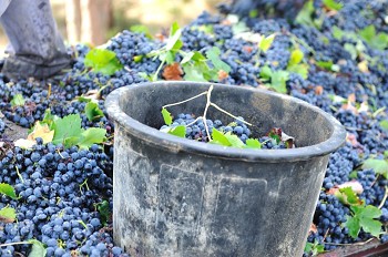 Vinhos da Península de Setúbal Exportações para Angola aumentam mais de 1 milhão de litros