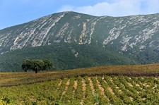 Informação de mercado - Dados Nielsen AC Vinhos da Península de Setúbal continuam a ganhar a preferência dos consumidores portugueses