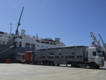 No Porto de Sines uma operação inédita com gado vivo Exportação de cerca de 3.650 cabeças de gado bovino de proveniência essencialmente alentejana