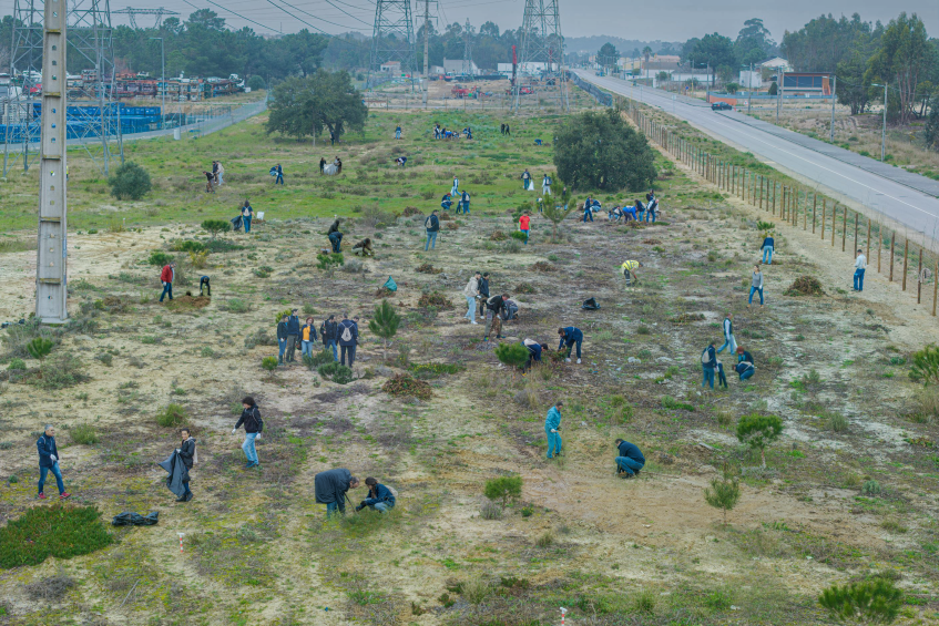 PALMELA - Com mais de 1.000 plantas autóctones Volkswagen Autoeuropa cria «Corredor Verde» . 125 trabalhadores participaram na ação