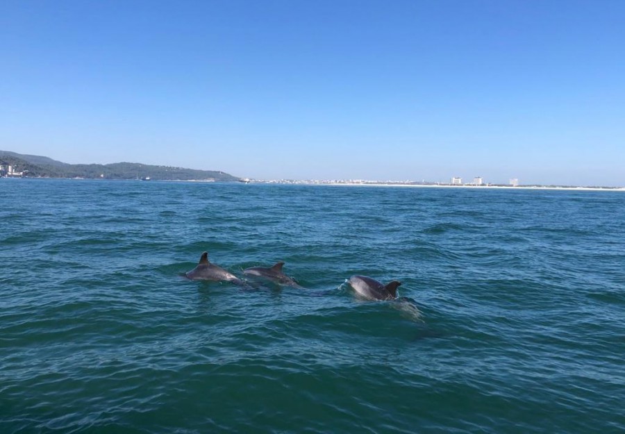 Setúbal - ICNF celebra 40 anos de atividade com batismo de golfinhos roazes Aumento da família de golfinhos do Sado é gratificante