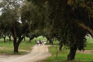 Alcochete - Polo Equestre de Rio Frioo Inscrições abertas para aulas de equitação