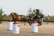 1º Derby de Atrelagem Adega de Pegões - Montijo