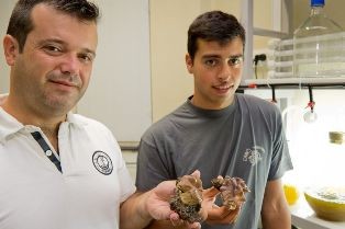 Universidade de Aveiro aponta que a aquacultura de corais é solução para a descoberta de novos medicamentos