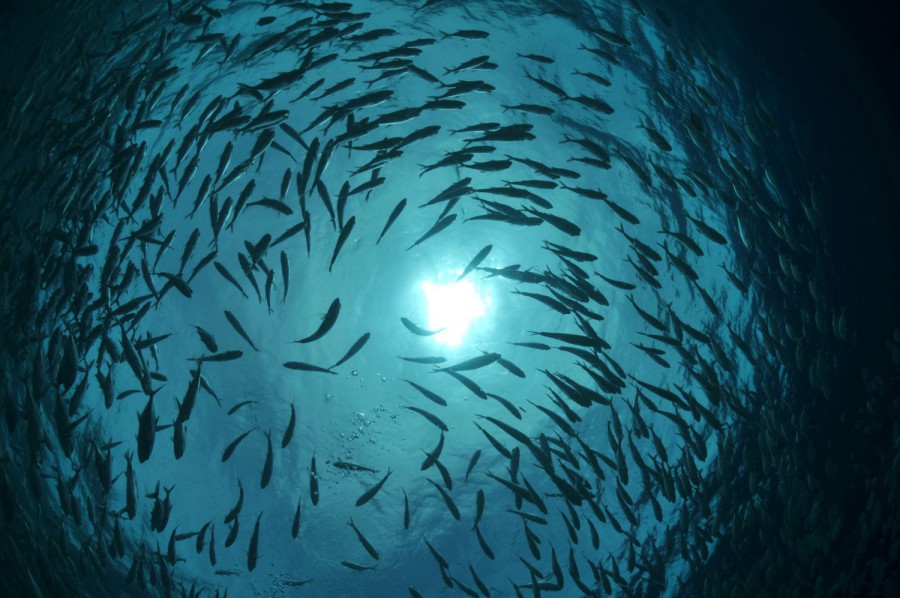 Setúbal - Aquaculture Horizons 2025 reúne Especialistas de 25 países no IPS 200 participantes debatem inovação e sustentabilidade na aquacultura