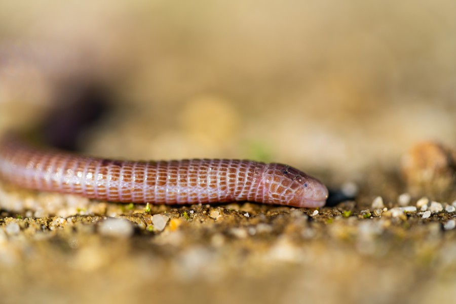 Dia Internacional da Biodiversidade IPS dá a conhecer fauna e flora do seu campus de Setúbal . Palestra e saída de campo - 22 de maio