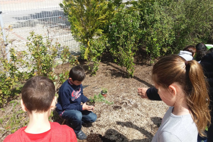 Embelezamento nos pátios das escolas básicas dde Setúbal Ontem e hoje mais de quatro centenas de alunos participaram