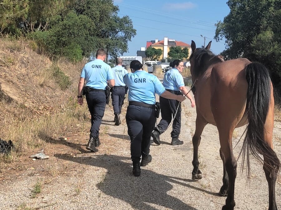 Mega operação recolhe animais na via pública O objetivo é que estas operações se tornem periódicas