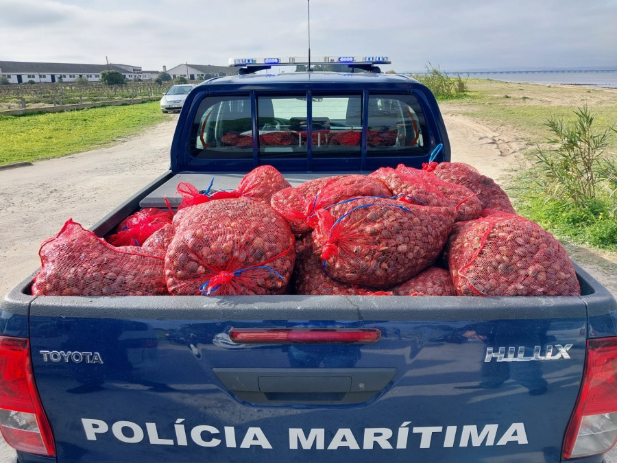 Em Alcochete Polícia Marítima apreende meia tonelada de bivalves