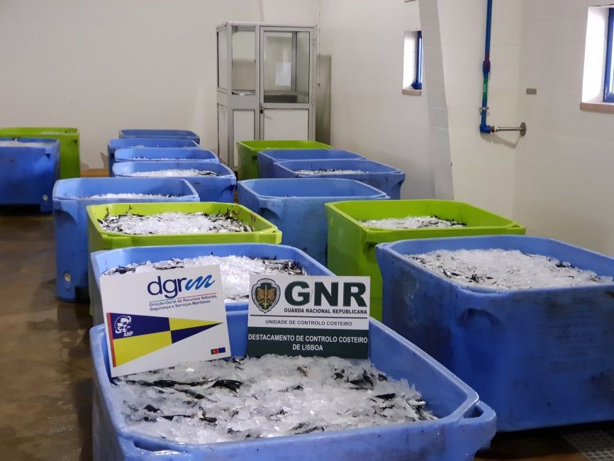 Inspeção de pescas realizada hoje no porto de Sesimbra GNR e DGRM realizam missão conjunta e apreendem 6,5 toneladas de cavala