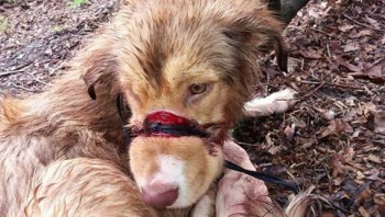 Barreiro - Cadela «Lira» encontrada em Palhais atada pelo focinho Está internada no Hospital Veterinário Sul do Tejo e tem vindo a melhorar