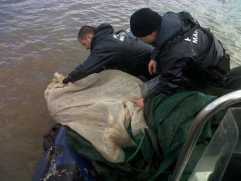 APREENDIDOS 100 KG DE MEIXÃO NO RIO TEJO Meixão conhecido como «caviar português» . Chega a ser vendido a 600 euros o quilo