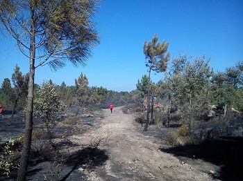 Incêndio no Barreiro - Penalva Arderam 5 hectares na Quinta da Alegria