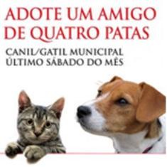 Adote um Amigo de Quatro Patas este sábado no Seixal