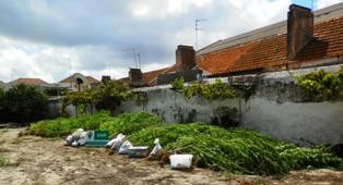 Em Alhos Vedros - Moita GNR APREENDE PLANTAÇÃO DE CANNABIS
