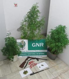 GNR DA MOITA APREENDE PLANTAÇÃO DE CANNABIS EM MARQUISE