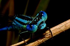 Um Olhar Sobre os Insectos do Concelho de Sesimbra