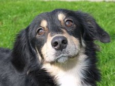 Câmara Municipal do Seixal Adopte um Animal de Quatro Patas no Canil Municipal