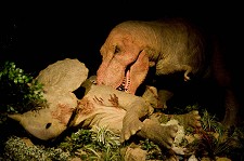 No Freeport de Alcochete Exposição “T-rex – Predador?” pela primeira vez em Portugal