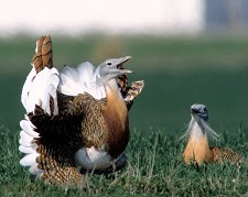 Tróia debate potencial turístico do Birdwatching Portugal possui um património natural com cerca de 330 espécies de aves