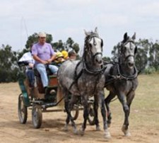 EM ALCOCHETE Associação Equestre promove passeios para crianças no Largo de São João
