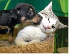 Dia Mundial do Animal – Barreiro Visitem Centro de Recolha de Animais Errantes