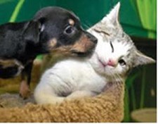 Dia Mundial do Animal – Barreiro Visitem Centro de Recolha de Animais Errantes