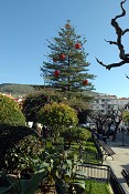Um dos maiores pinheiros de Natal naturais do País iluminado em Sesimbra A partir de 10 de Dezembro, no Largo 5 de Outubro