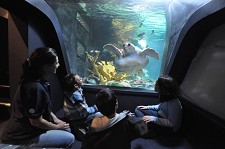 “Tartarugas marinhas. A Viagem.” Oceanário de Lisboa inaugura primeira exposição temporária