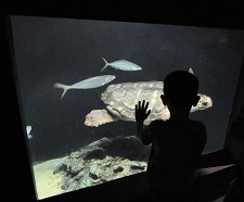 Exposição “Tartarugas Marinhas. A Viagem.” já recebeu 15 mil visitantes