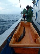 Quinzena do Peixe-espada Preto em Sesimbra Dar relevo à importância económica desta espécie