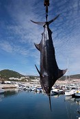 Nos restaurantes de Sesimbra Quinzena do Espadarte começa amanhã e prolonga-se até 25 de Setembro