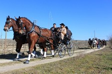 Passeio Anual de Atrelagem no Montijo Reuniu cerca de 30 atrelagens equestres e mais de uma centena de pessoas