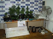 Cultivo de cannabis na cidade de Setúbal Detido um indivíduo de sexo masculino de 28 anos de idade