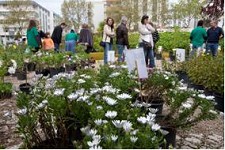 Feira das Plantas apoia associação de solidariedade no Seixal