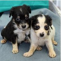 No Seixal Campanha de adoção de animais no próximo sábado