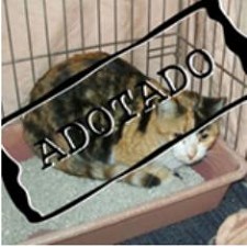 Seixal promove campanha de adoção de animais no próximo sábado